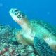g11/bunaken-island5.jpg