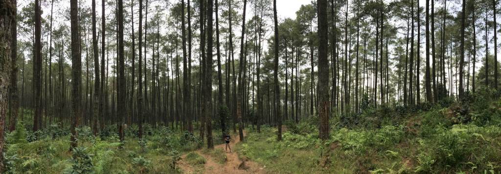 Taman Hutan Jaya Giri Lembang Petualangan Penuh Adrenalin