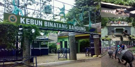Kebun Binatang Bandung Jawa Barat
