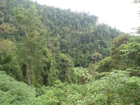 Cagar Alam Morowali Sulawesi Tengah