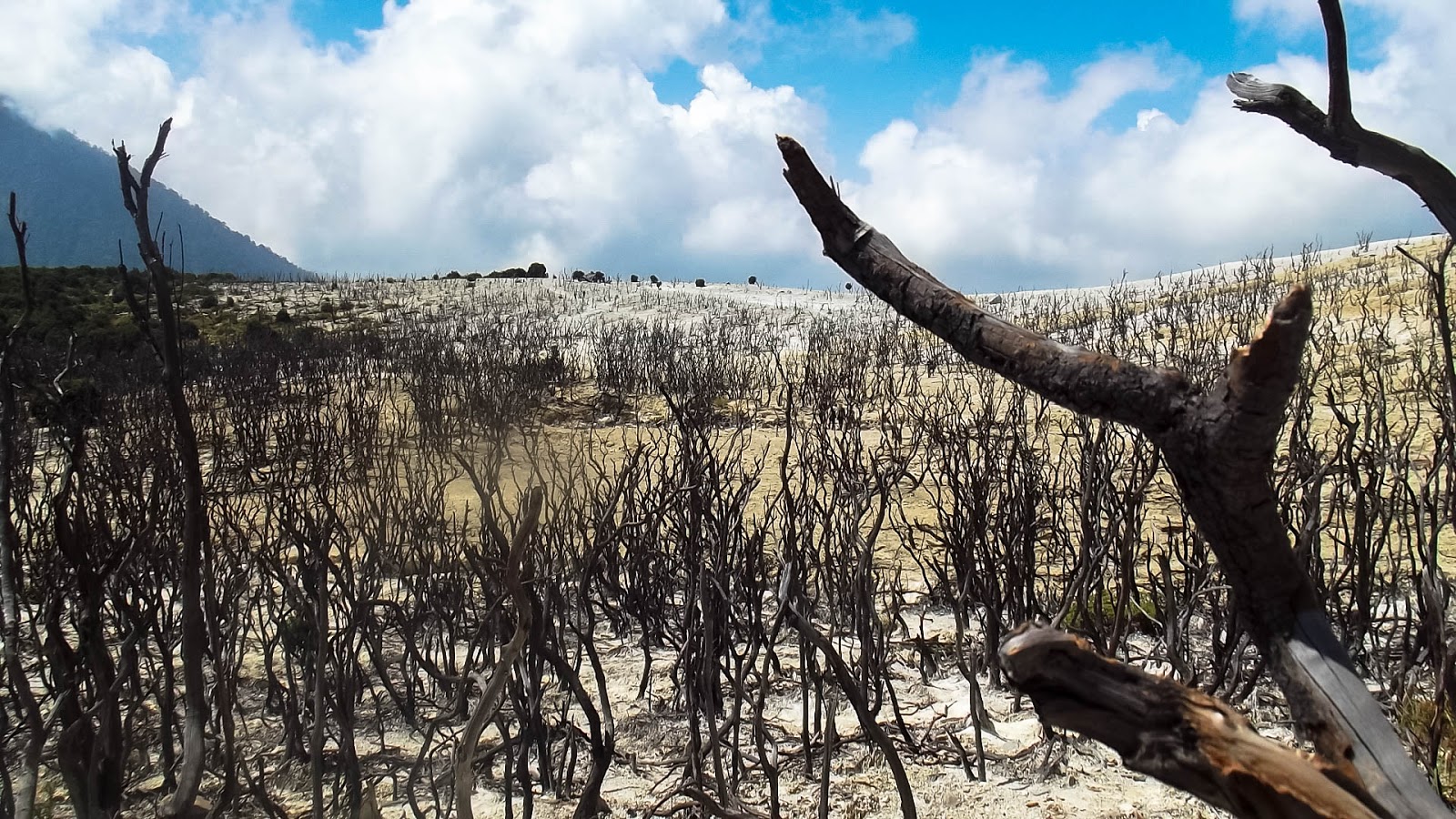 Hutan Mati Gunung Papandayan Jawa Barat Terkesan Seram Namun Penuh