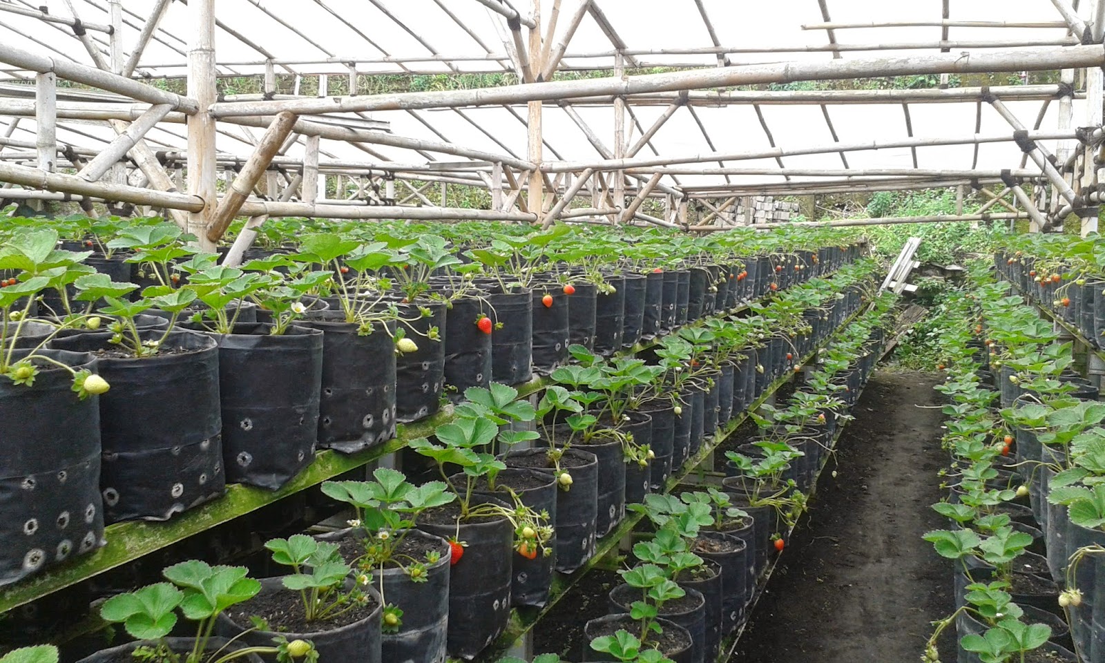 Kebun Strawberry Parongpong Jawa Barat Serunya Belajar 