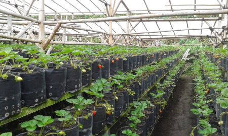 Kebun Strawberry Parompong Jawa Barat