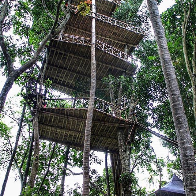 Rumah Pohon Temega Pesona Wisata Baru di Bali Bali