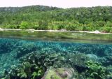 Pulau Kri Cantiknya Kerajaan Bawah Air di Papua Barat