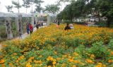 Taman Bunga Agro Magromulyo Warna-warni Aneka Bunga yang Indah di Kediri