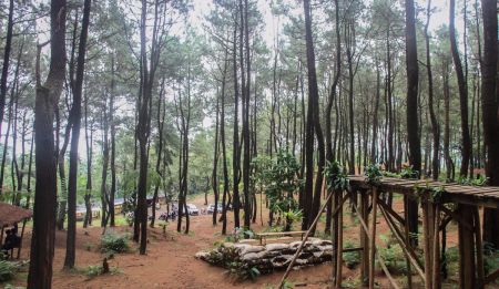 Hutan Pinus Pasir Langlang Jawa Barat