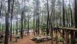 Hutan Pinus Pasir Langlang Wisata Asri di Jawa Barat