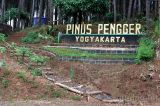 Hutan Pinus Pengger Cantiknya Panorama Hutan di Yogyakarta