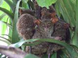 Taman Marga Satwa Tandurusa Kebun Binatang Mini di Sulawesi Utara