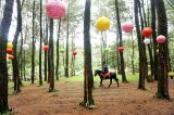 Hutan Pinus Songgon Keindahan Istimewa di Banyuwangi Jawa Timur