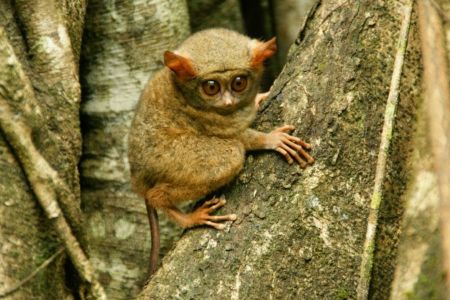 Tarsius di Taman Nasional Bogani Nani Wartabone