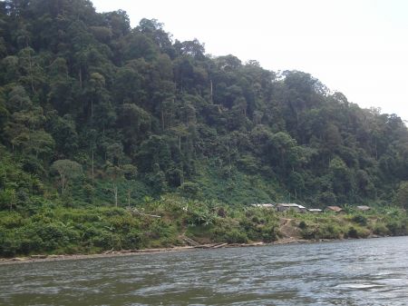 Hutan Lindung Sungai Sesayap Kalimantan Utara