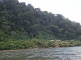 Hutan Lindung Sungai Sesayap Petualangan Seru di Kalimantan Utara