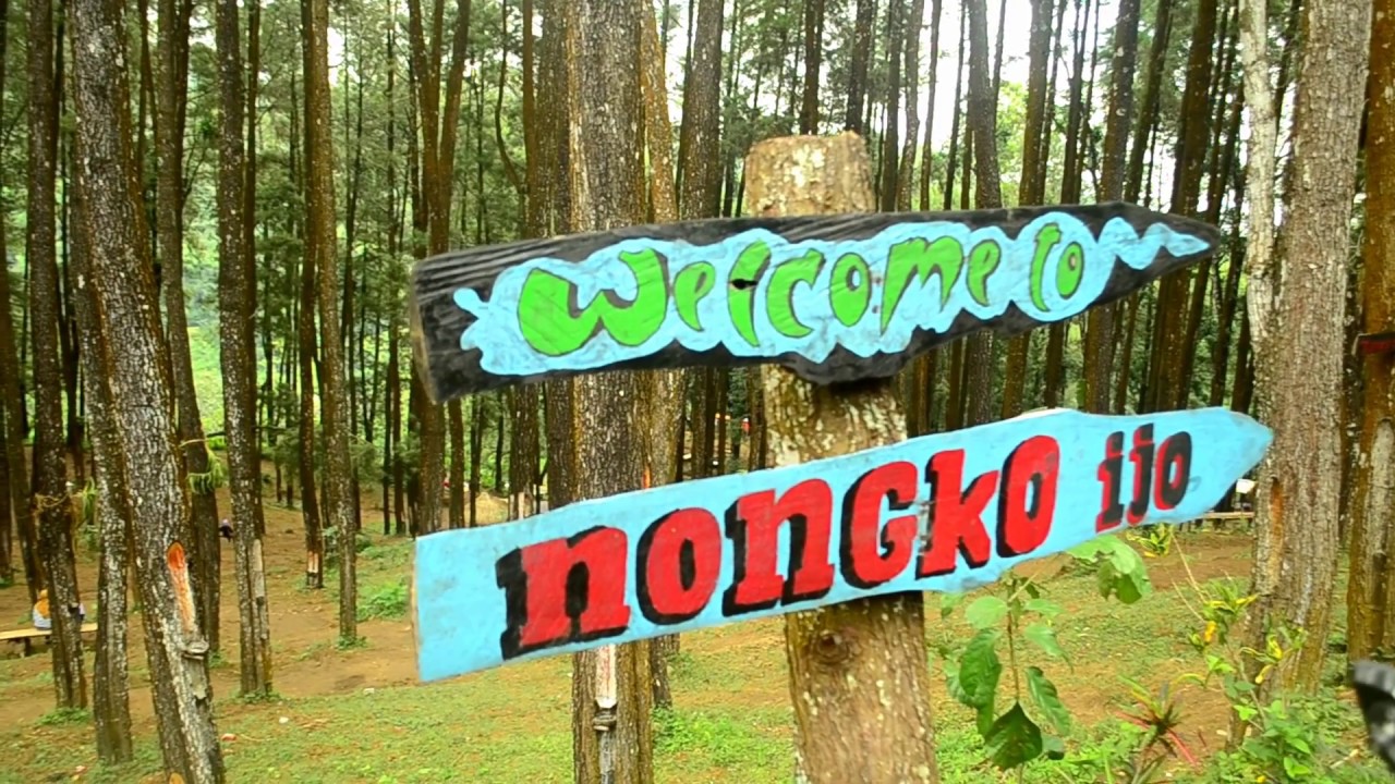 Tempat Wisata Hutan Pinus Nongko Ijo