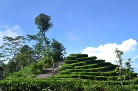 Kebun Teh Nglinggo Yogyakarta