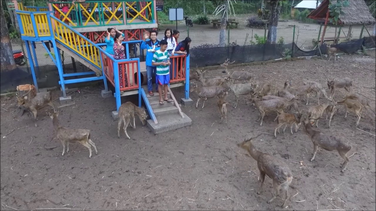 Maliran Deer Feeding Wisata Keluarga Baru Di Blitar Jawa Timur