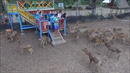 Maliran Deer Feeding Blitar Jawa Timur
