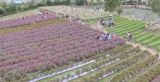 Taman Bunga Beta Agro Destinasi Menarik di Bengkulu