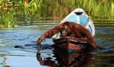 Paket Tour Explore Orangutan Taman Nasional Tanjung Puting 6 Hari 5 Malam