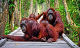 Orangutan di Camp Leaky