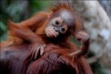 Paket Tour Explore Orangutan Taman Nasional Tanjung Puting 5 Hari 4 Malam