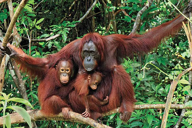 Paket Tour Explore Orangutan Taman Nasional Tanjung Puting 3