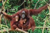 Orangutan di Taman Nasional Tanjung Puting