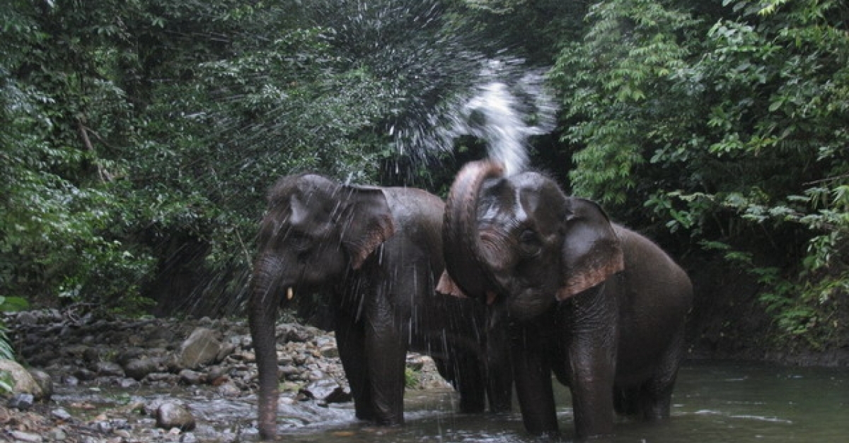Taman Nasional Way Kambas Lampung, nikmati serunya naik gajah - Lampung