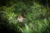 Pulau Kaget Melihat Kehidupan Spesies Langka Bekantan Kalimantan
