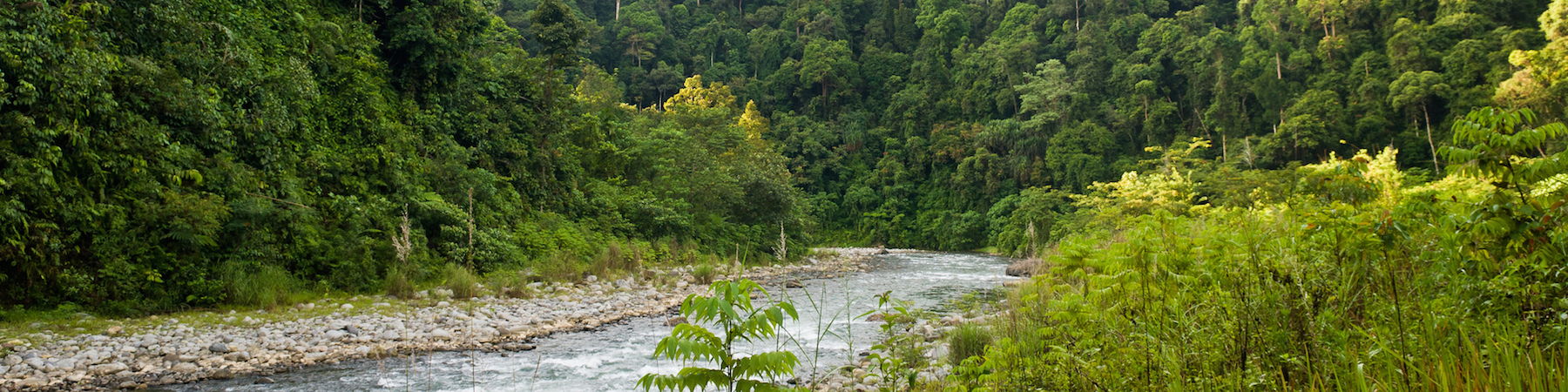 Bukit Lawang Uniknya Wisata Alam Taman Nasional Gunung Leuser Sumatera