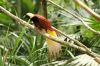 Desa Sawinggrai Atraksi Unik Burung Cantik Cendrawasih di Papua Barat