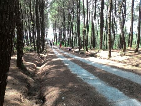 Top Selfie Hutan Pinus Kragilan Jawa Tengah